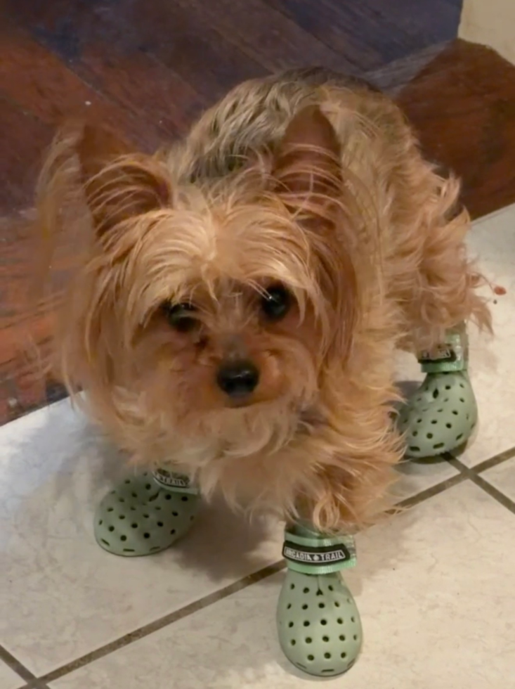 Happy Yorkshire Terrier Pup in