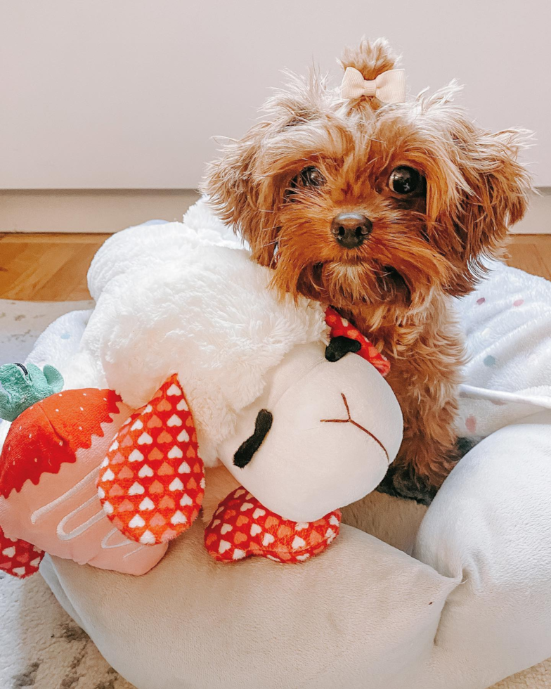 Smart Cavapoo Poodle Mix Pup