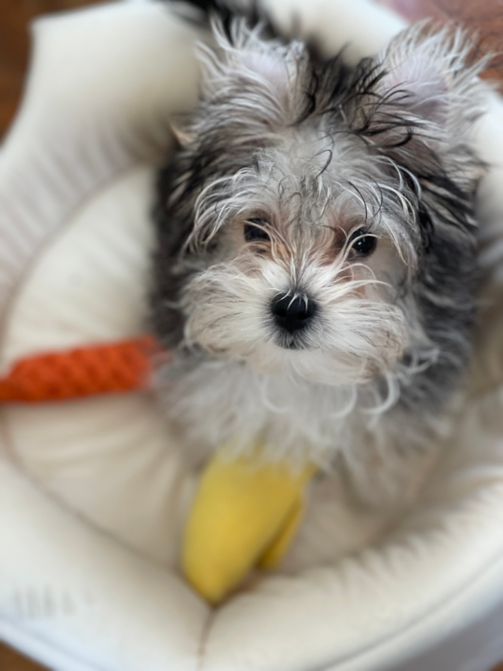 Happy Morkie Pup