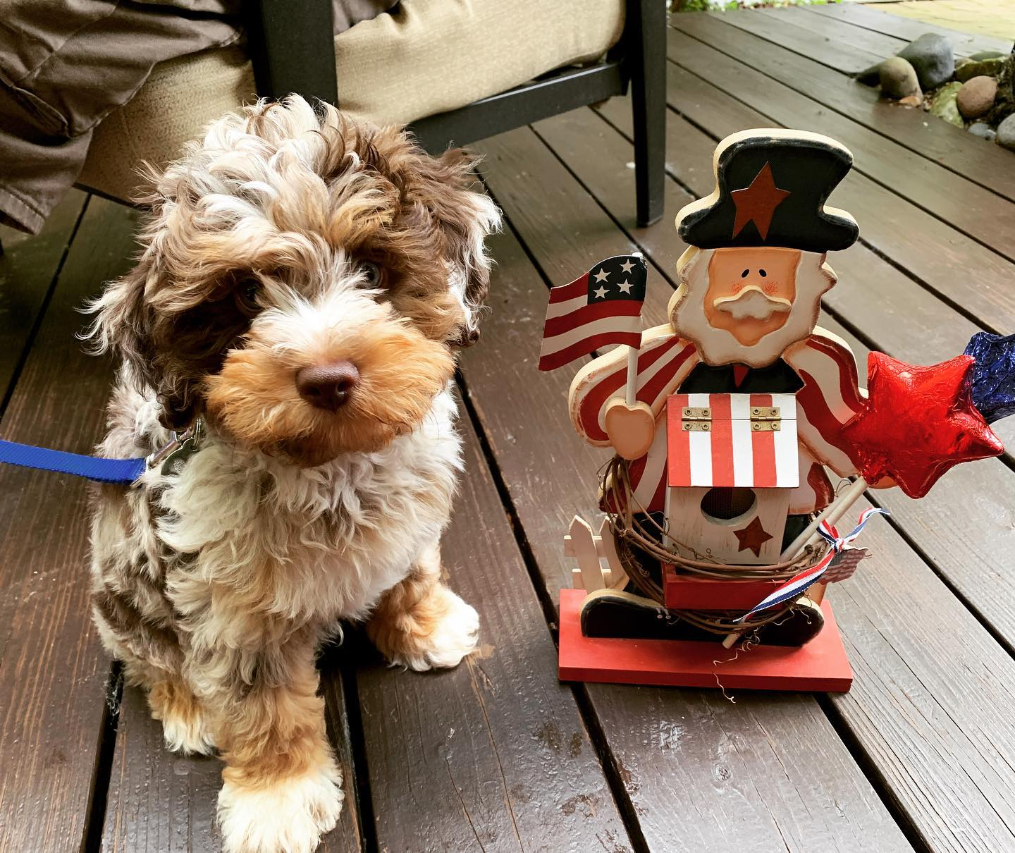 Petite Mini Aussiedoodle Poodle Mix Pup