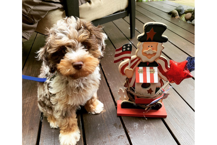 Petite Mini Aussiedoodle Poodle Mix Pup