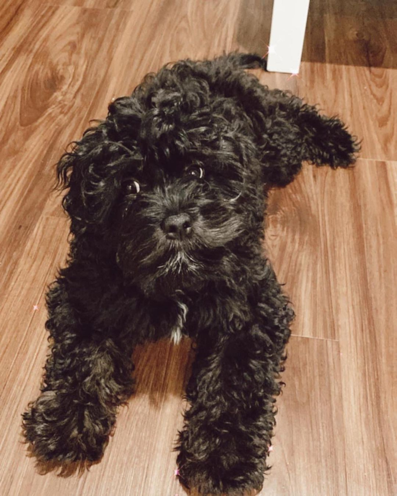 Petite Cavapoo Poodle Mix Pup