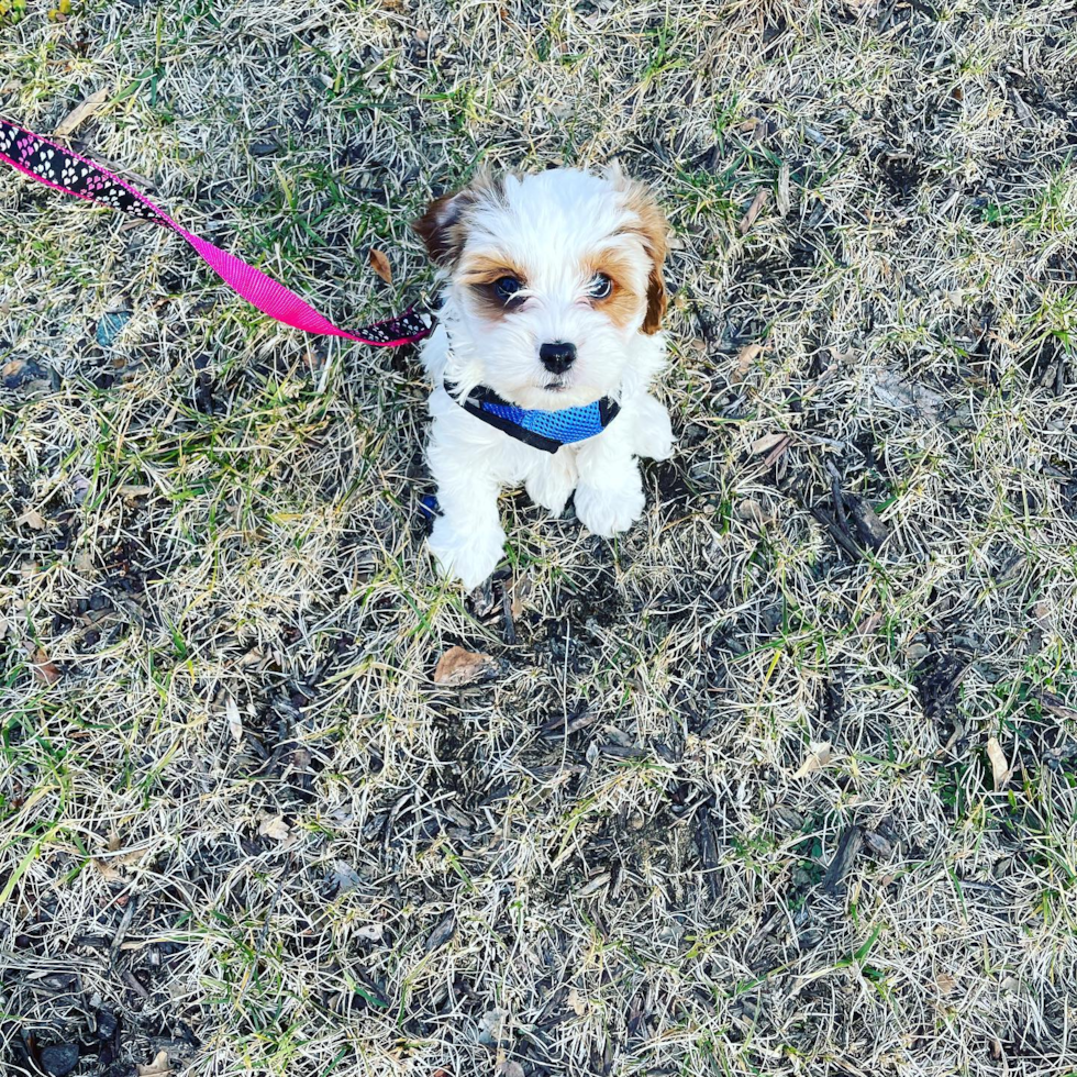 Cute Cavapoo Pup in Lanham MD