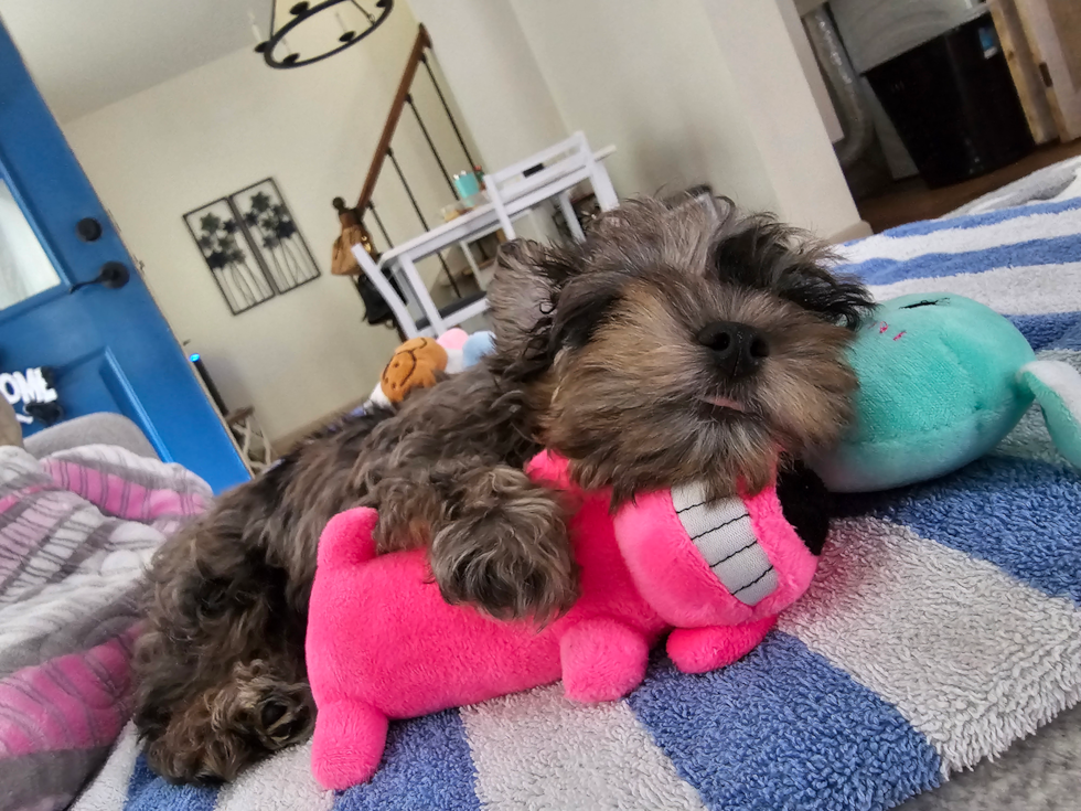 Adorable Yorkiedoodle Poodle Mix Pup