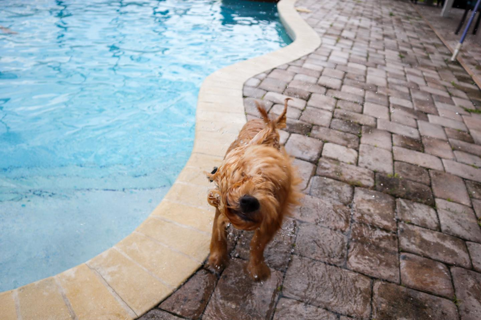 Orlando Mini Goldendoodle Pup