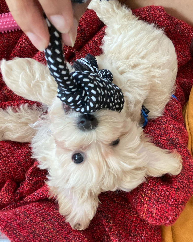 Cute Maltipoo Pup