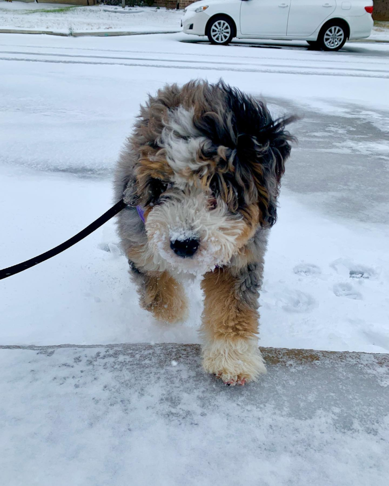 Small Mini Bernedoodle Pup