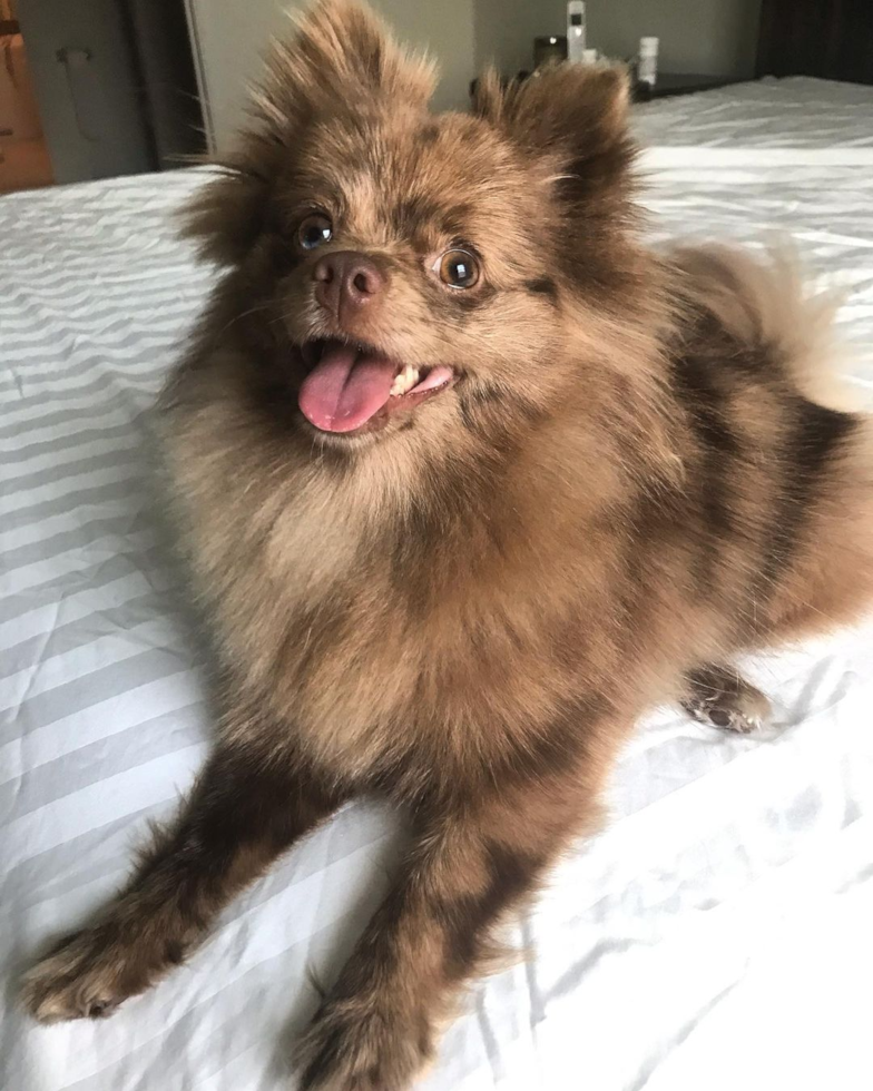 Iowa County Pomeranian Pup