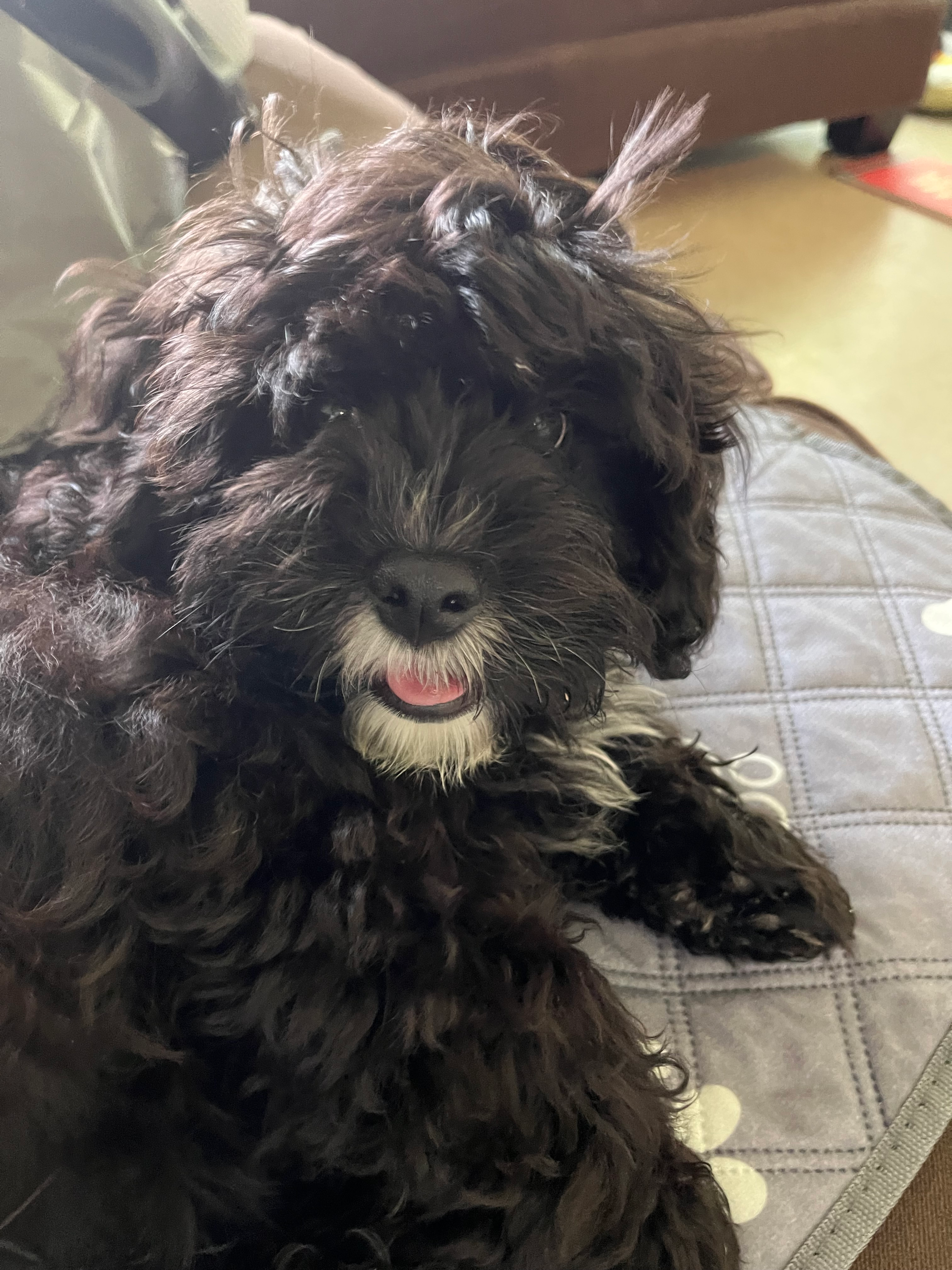 Cavapoo Puppy for Adoption