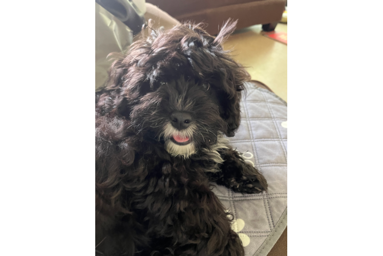 Cavapoo Puppy for Adoption