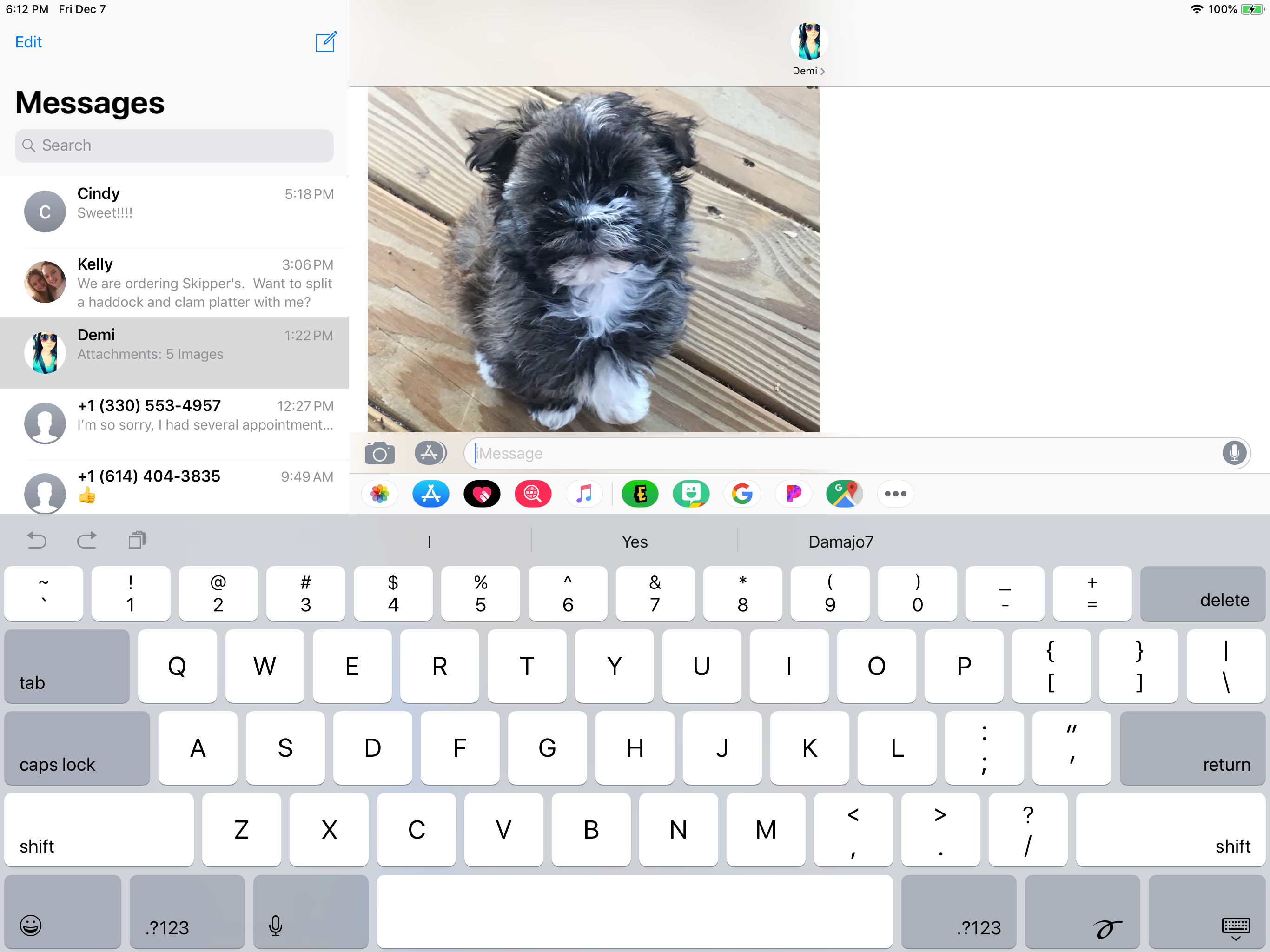Havanese Puppy for Adoption