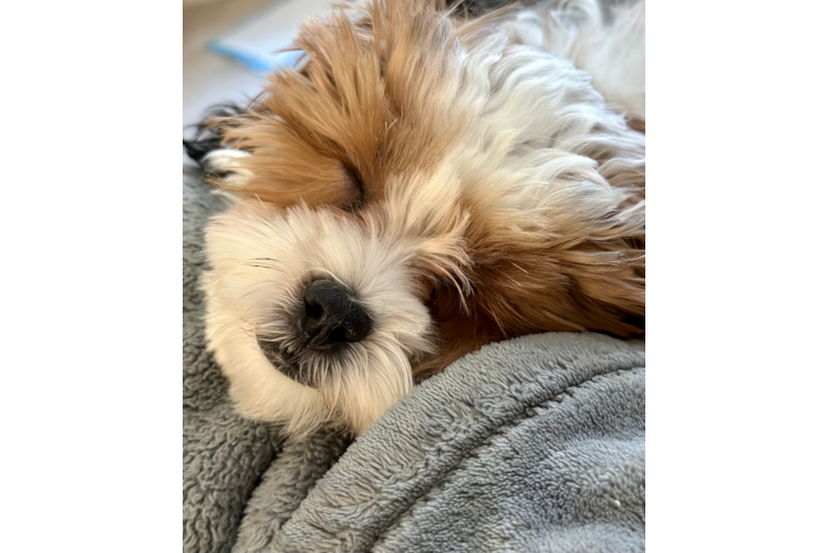 Energetic Shihpoo Poodle Mix Puppy