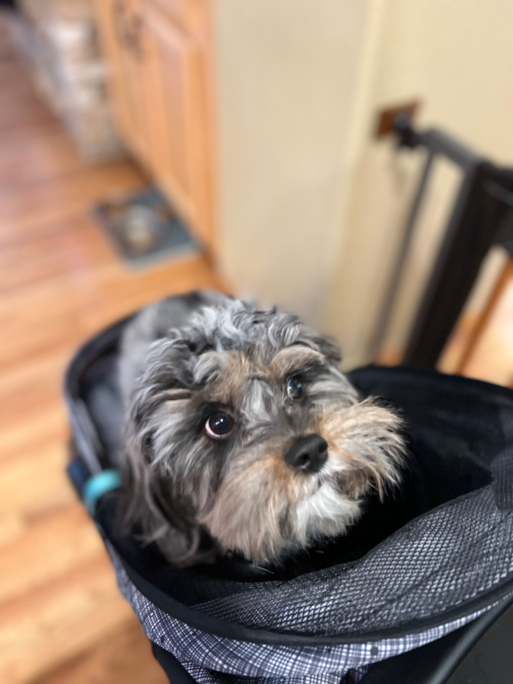 Energetic Cavoodle Poodle Mix Pup