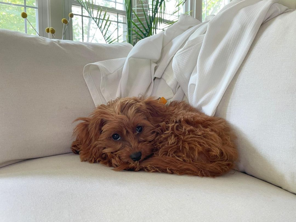 Funny Cavapoo Poodle Mix Pup