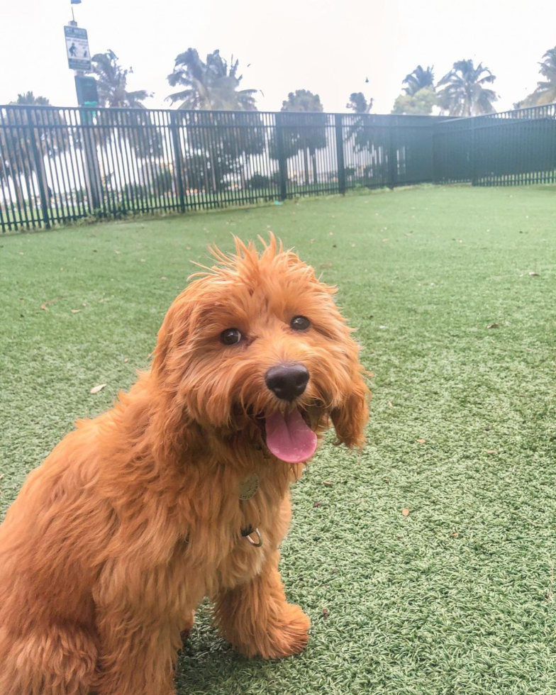 Mini Goldendoodle Being Cute