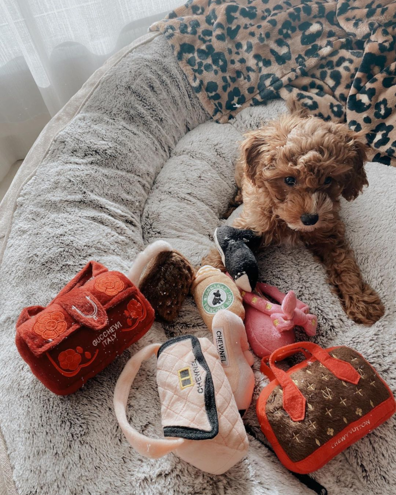 Florida Cavapoo Pup