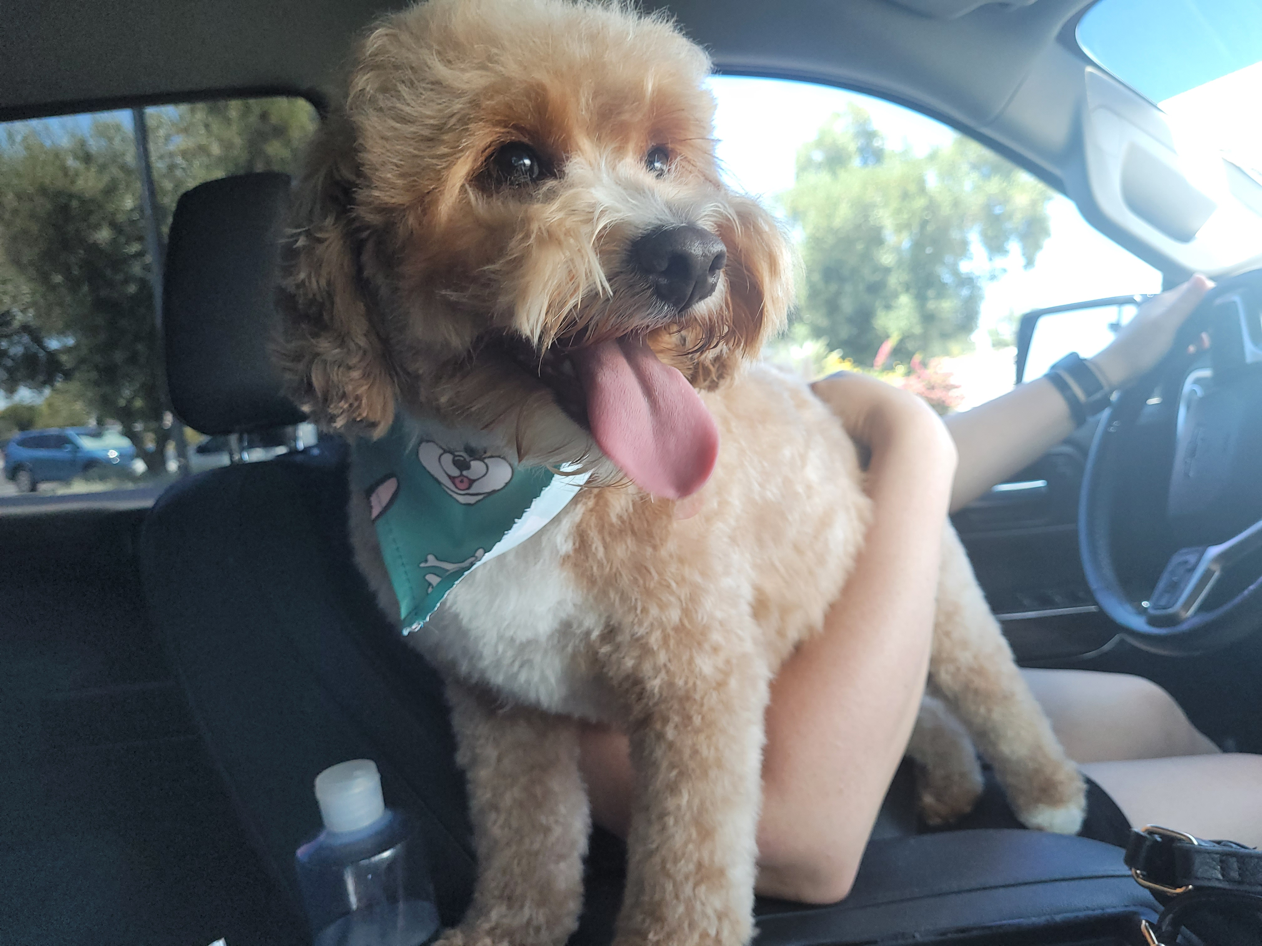 Hypoallergenic Cavoodle Poodle Mix Puppy