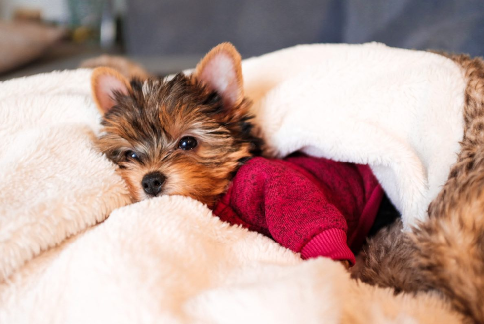 New York Yorkshire Terrier Pup