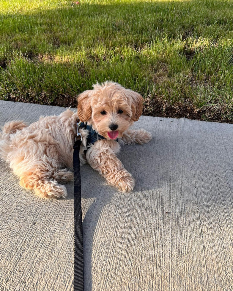 Irvine Maltipoo Pup