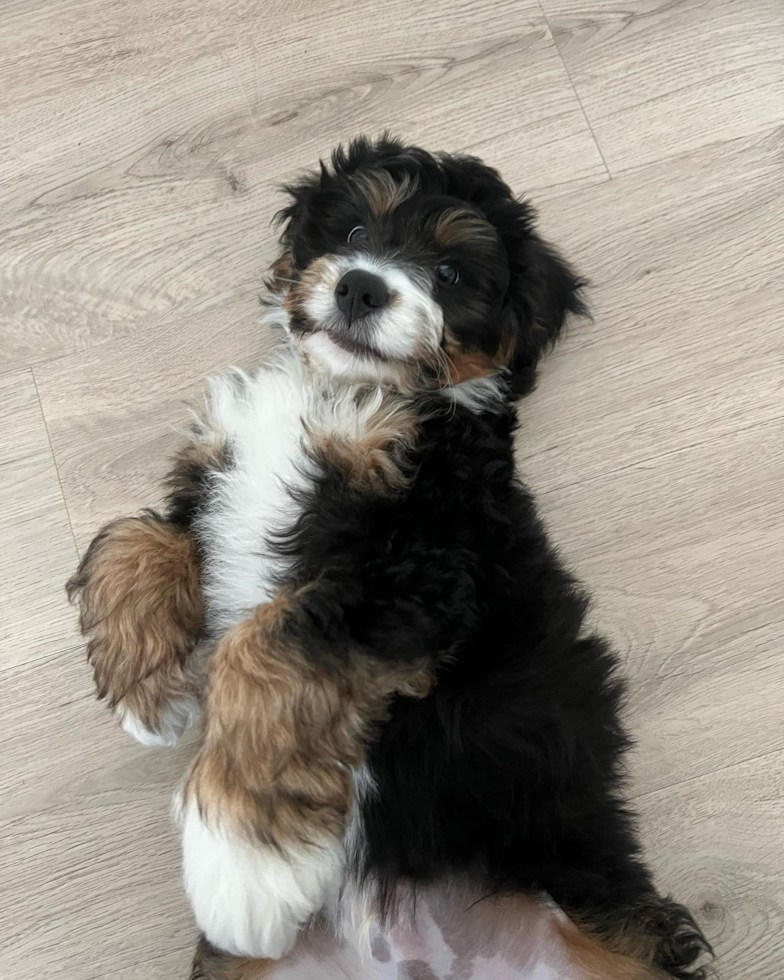 Mini Bernedoodle Being Cute