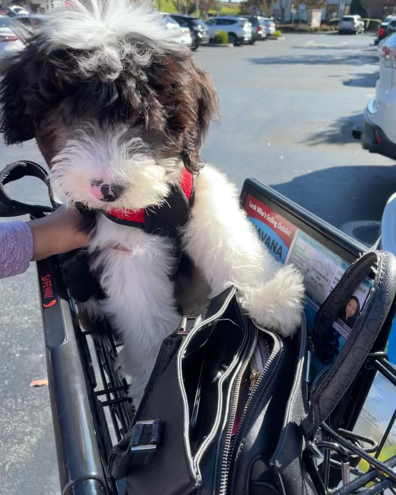 Fluffy Mini Sheepadoodle Poodle Mix Pup