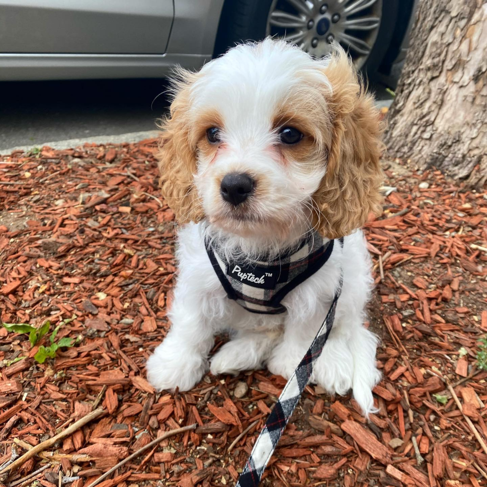 Small Cavachon Pup