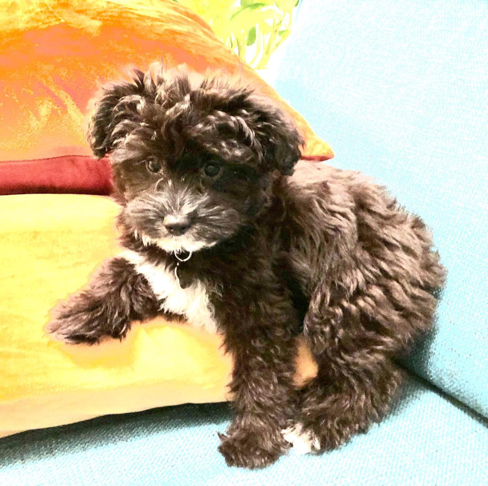 Little Aussiepoo Poodle Mix Pup