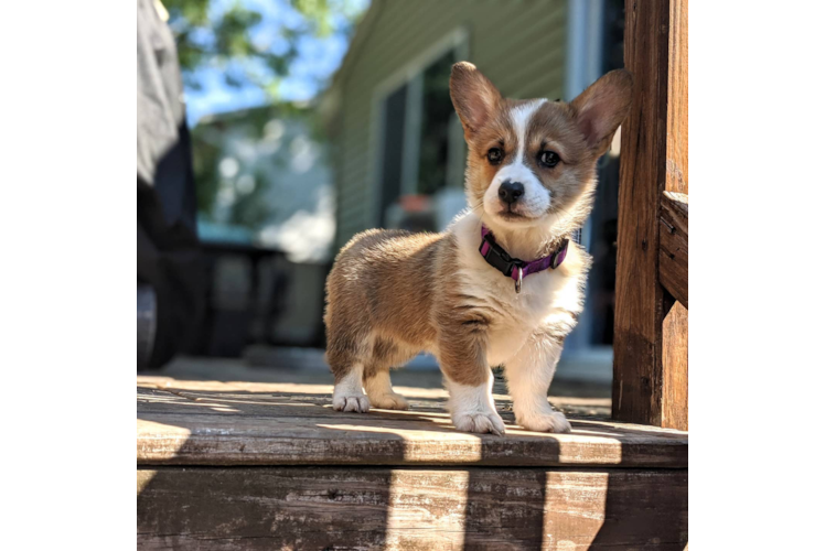 Pembroke Welsh Corgi Pup Being Cute