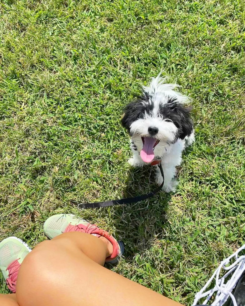 Fluffy Havanese Purebred Pup