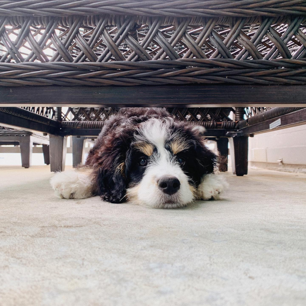 Mini Bernedoodle Being Cute