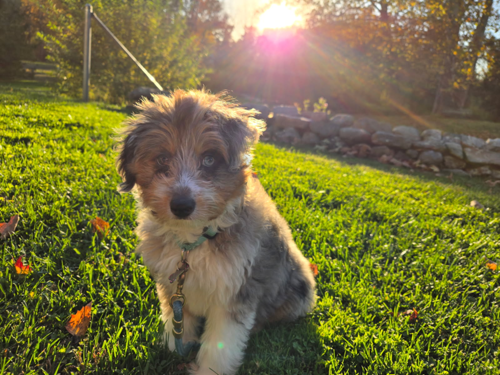 Mini Aussiedoodle Pup