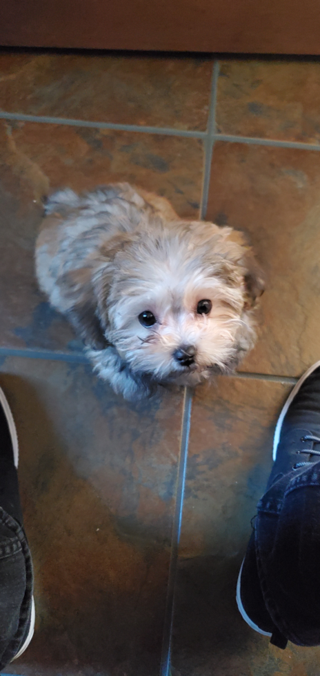 Sweet Maltipoo Pup