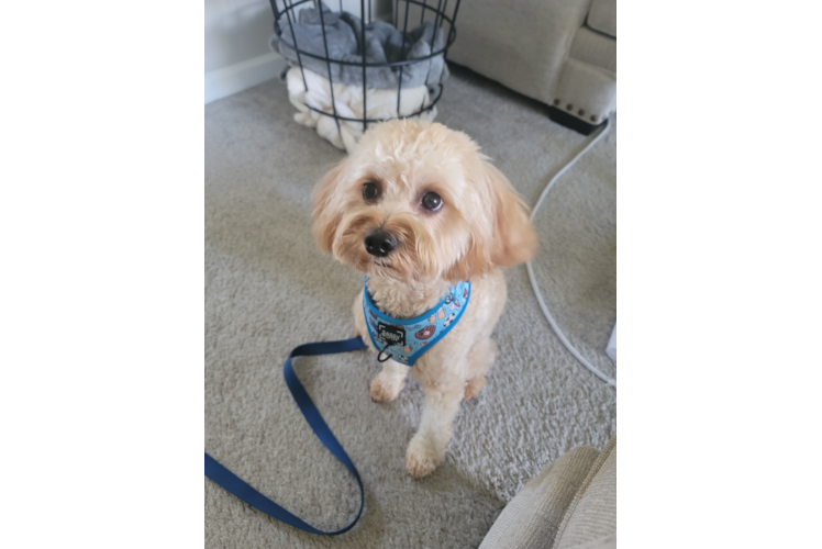 Little Cavoodle Poodle Mix Puppy