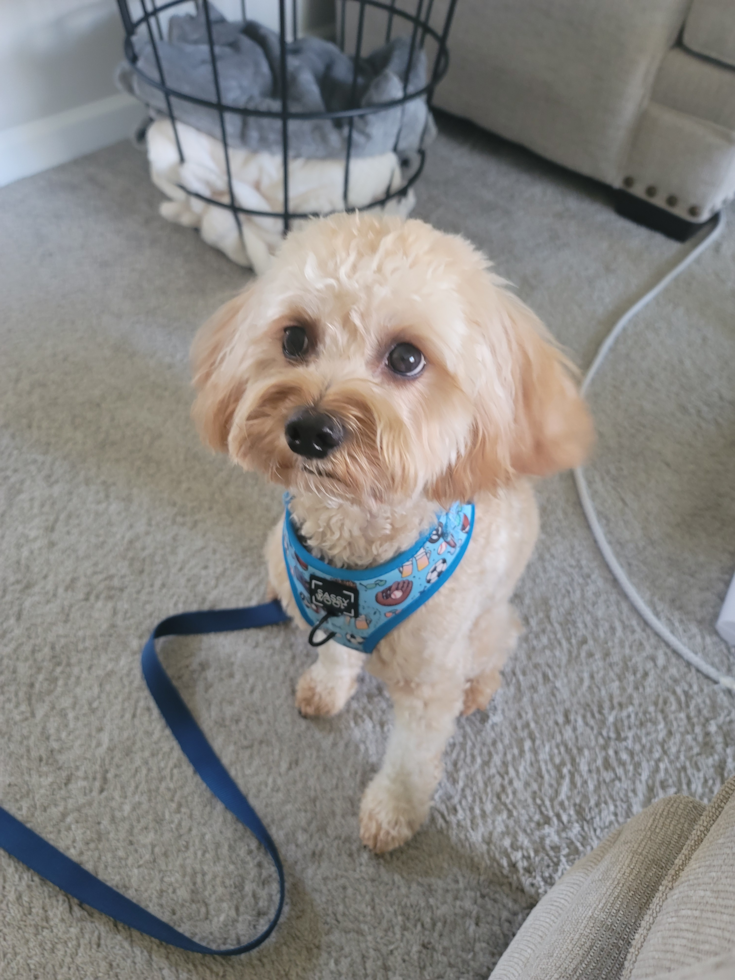 Cavapoo Being Cute