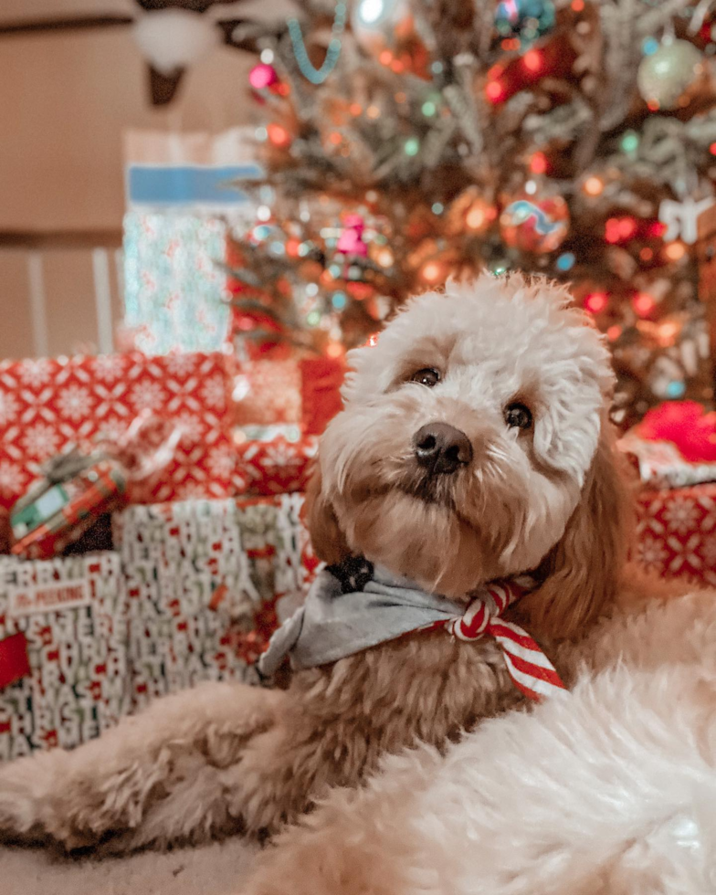 Fluffy Mini Goldendoodle Poodle Mix Pup