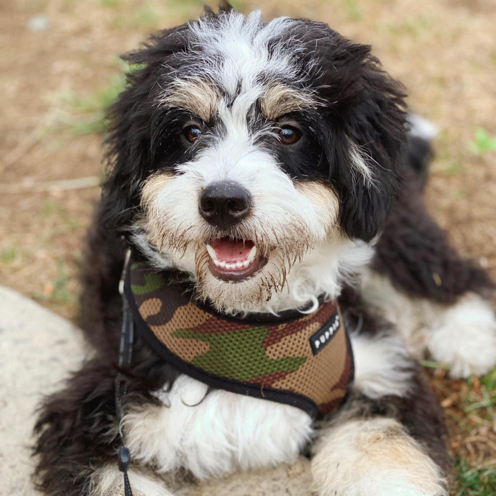 Jersey City Mini Bernedoodle Pup