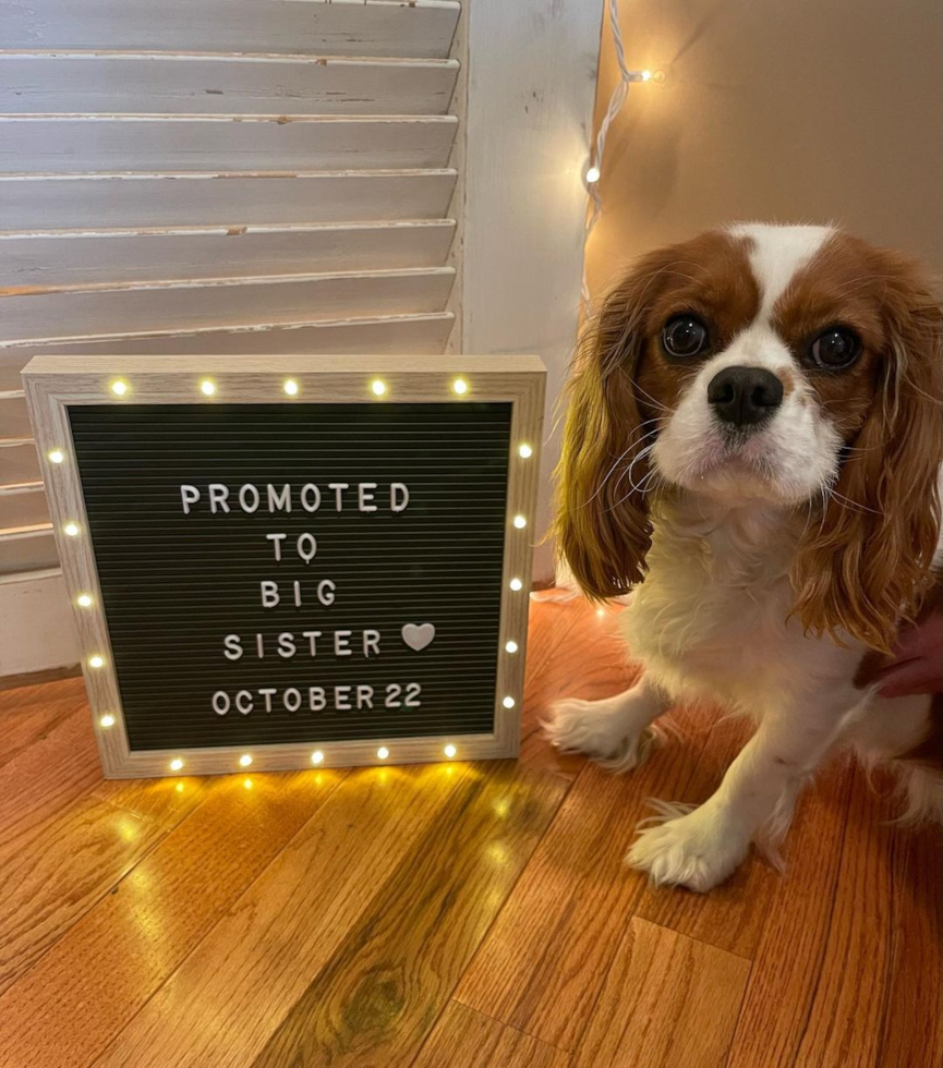 Chatham Cavalier King Charles Spaniel Pup