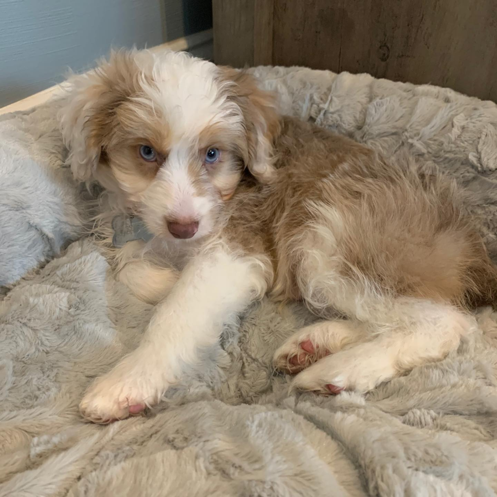 Charlestown Mini Aussiedoodle Pup