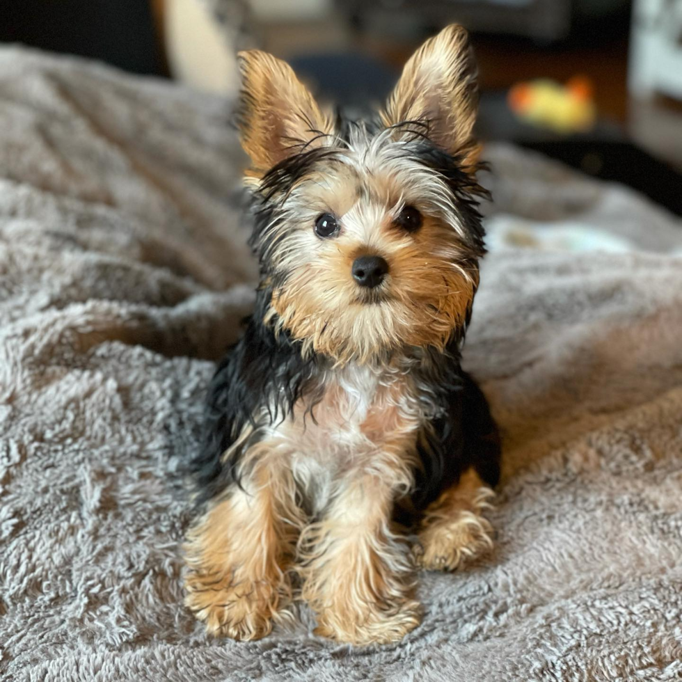 Hypoallergenic Yorkshire Terrier Purebred Pup