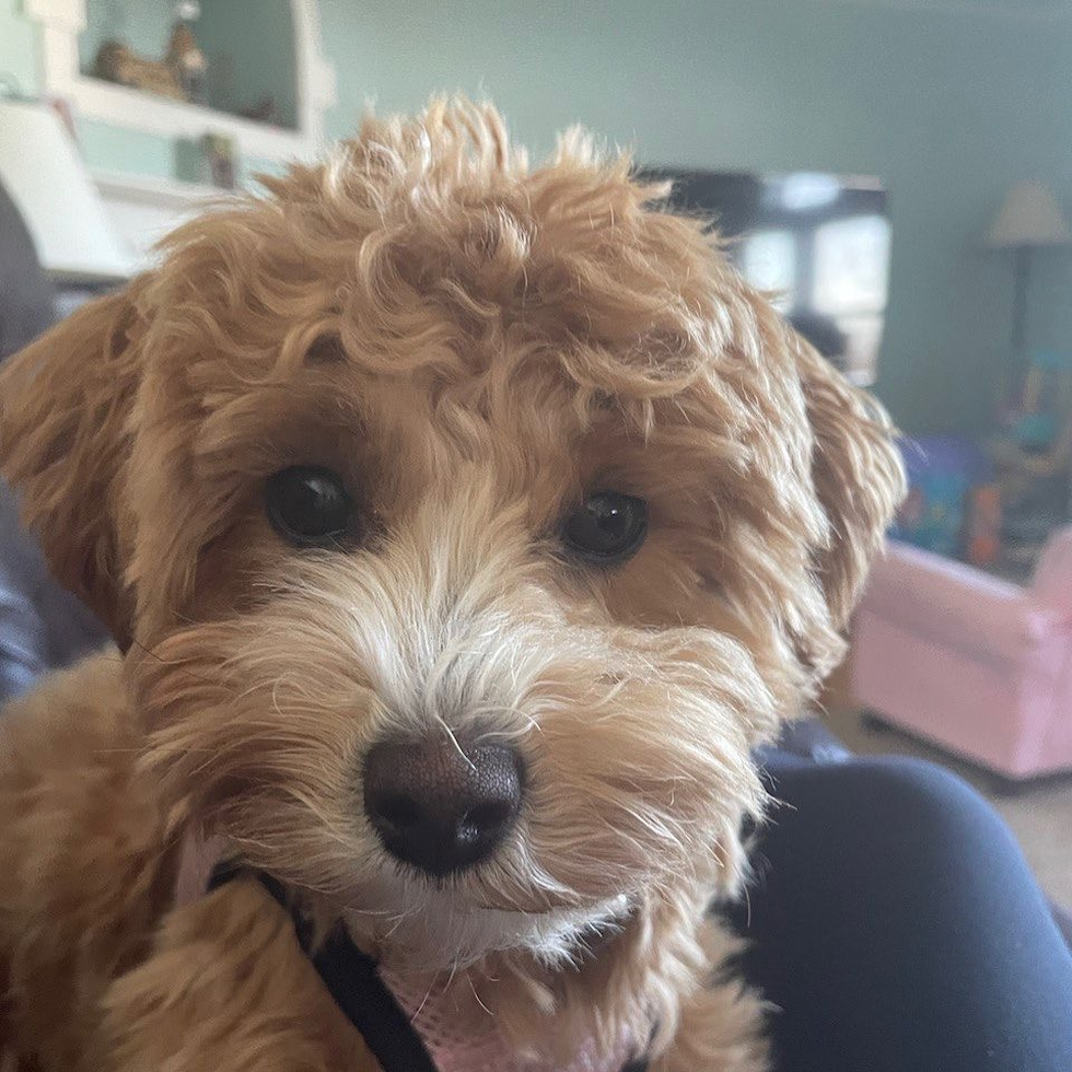 Hypoallergenic Maltese Poodle Poodle Mix Pup