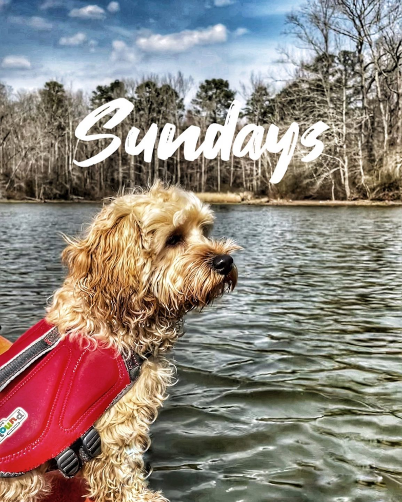 Sweet Cavapoo Pup