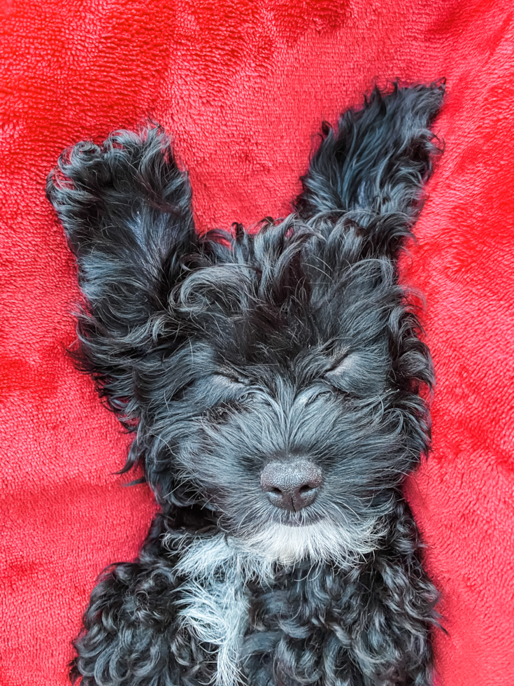 Funny Cavapoo Poodle Mix Pup