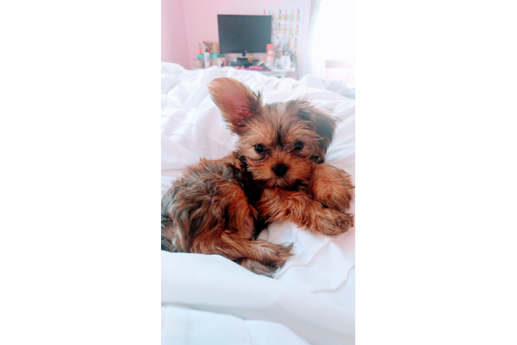 Shorkie Puppy for Adoption