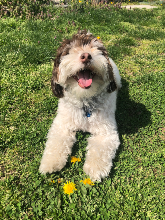 Havanese