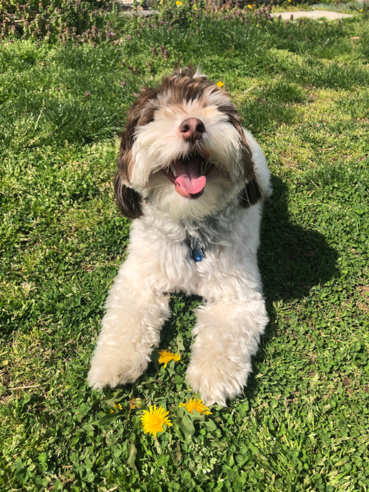 Playful Havanese Pup