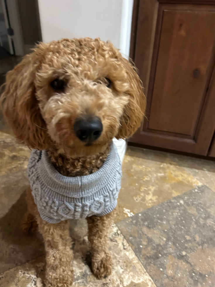 Friendly Mini Goldendoodle Pup in