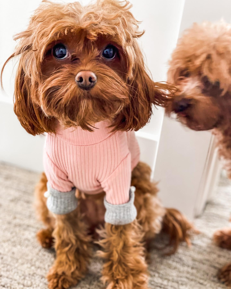 Fluffy Cavapoo Poodle Mix Pup