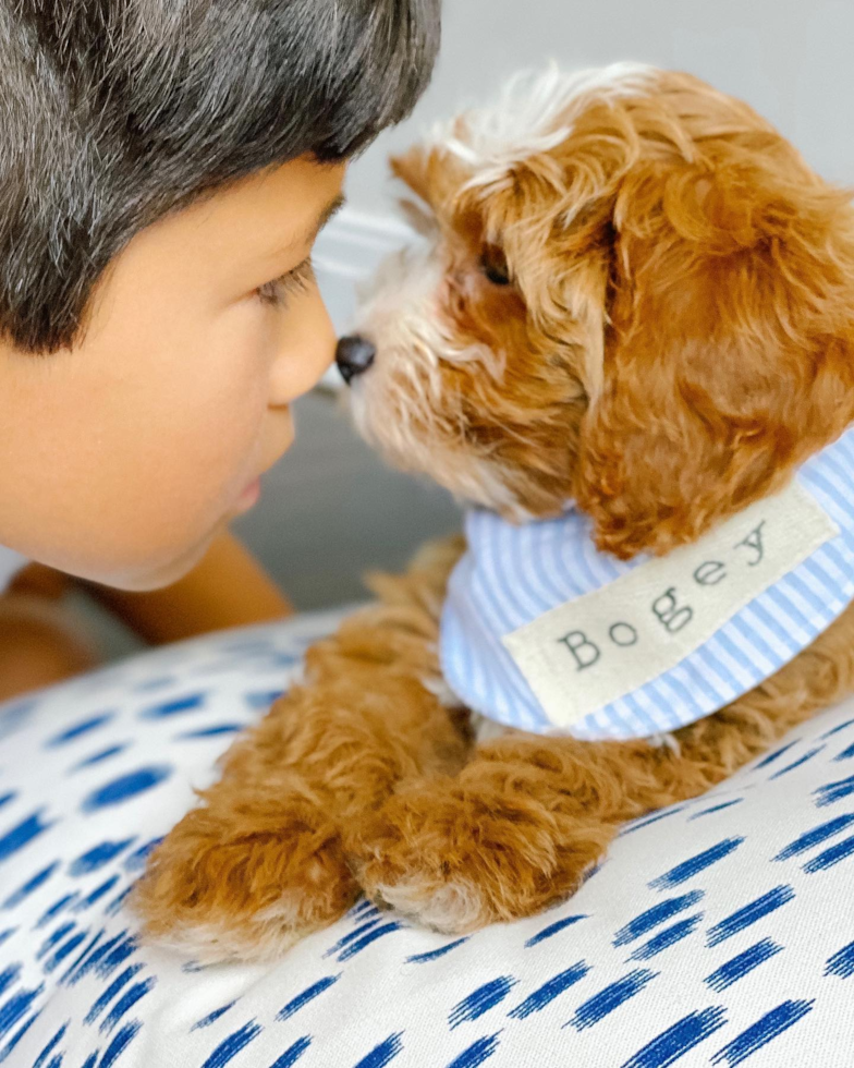 Columbus Cavapoo Pup