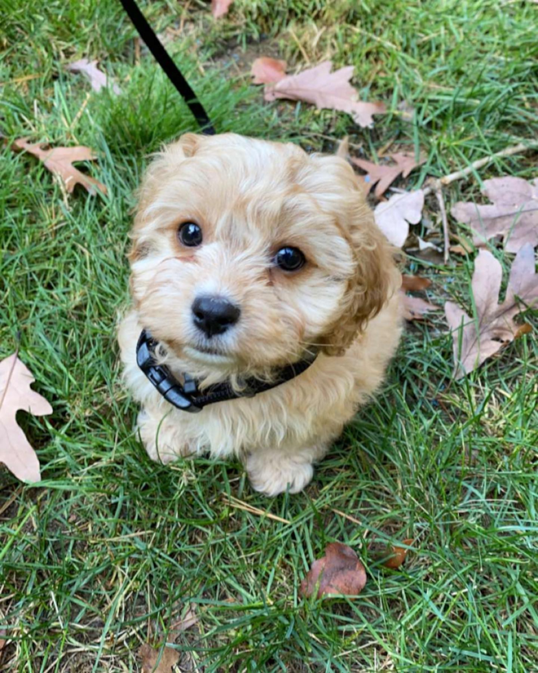 Cavapoo Being Cute