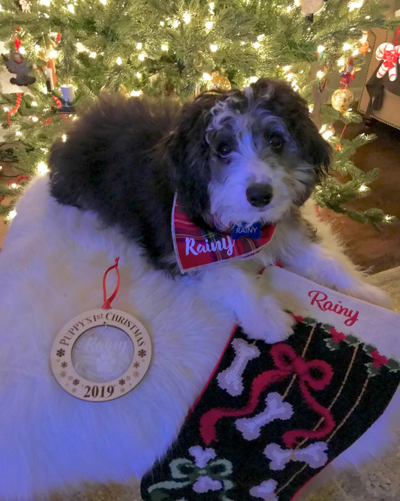 Loveland Mini Aussiedoodle Pup